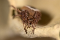 Une femelle (Araneae - Araneidae - Neoscona subfusca)